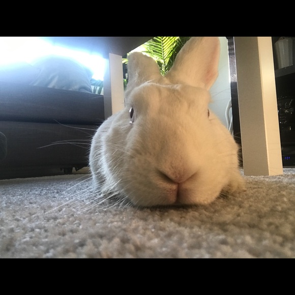 Meet your Posher - Picture 1 of 1